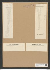 Coscinodiscus janischii var. arafurensis Grun (de-Toni-Nr.: Genus 202, Species 5021) Zeichnungen Sammlung Grunow Nr. 8741 (NHMW-BOT-W0378325)